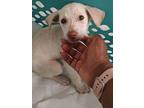 Saba, Labrador Retriever For Adoption In North Reading, Massachusetts