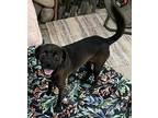 Ollie, Jack Russell Terrier For Adoption In Bonita, California