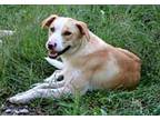 Heidi, Labrador Retriever For Adoption In Franklin, Tennessee