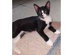Sylvester (young Kitten), Domestic Shorthair For Adoption In Spring Grove
