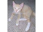 Shay (young Kitten), Domestic Shorthair For Adoption In Spring Grove
