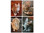 Kittens, Domestic Shorthair For Adoption In New Woodstock, New York