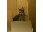 Smokey, Domestic Shorthair For Adoption In Oakville, Connecticut