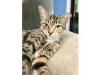 Lyman, Domestic Shorthair For Adoption In Columbus, Ohio