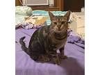 Storm, Domestic Shorthair For Adoption In Oakville, Connecticut