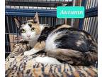 Autumn, Domestic Shorthair For Adoption In Richmond, Indiana