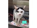 Hank, Domestic Mediumhair For Adoption In Richmond, Indiana