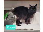 Eowyn, Domestic Mediumhair For Adoption In Richmond, Indiana