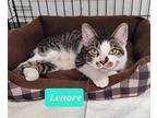 Lenore, Domestic Shorthair For Adoption In Richmond, Indiana