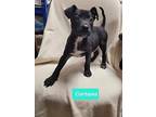 Cortana, American Pit Bull Terrier For Adoption In Richmond, Indiana