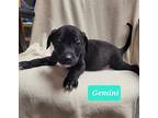 Gemini, American Pit Bull Terrier For Adoption In Richmond, Indiana