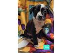 Siri, American Pit Bull Terrier For Adoption In Richmond, Indiana