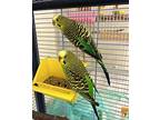 Lime, Budgie For Adoption In Vancouver, British Columbia