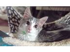 Baby Freddie, Domestic Mediumhair For Adoption In Cleveland, Ohio