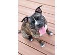 Chaz, American Staffordshire Terrier For Adoption In Richardson, Texas