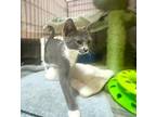 Cyperus, Domestic Shorthair For Adoption In Spotsylvania, Virginia