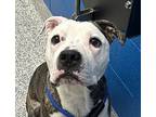 Handsome, American Pit Bull Terrier For Adoption In Golden, Colorado