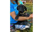 Cookie, Labrador Retriever For Adoption In Crocker, Missouri