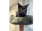 Salem, Domestic Shorthair For Adoption In Circleville, Ohio