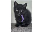 Edith, Domestic Shorthair For Adoption In Dickson, Tennessee