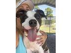 Skittles, American Pit Bull Terrier For Adoption In Newport, North Carolina