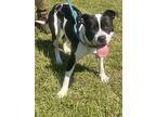 Sixlet, American Pit Bull Terrier For Adoption In Newport, North Carolina