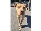 Mike, American Pit Bull Terrier For Adoption In Newport, North Carolina