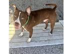 Payne, American Pit Bull Terrier For Adoption In Newport, North Carolina