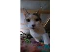 Camere, Domestic Shorthair For Adoption In Pottsville, Pennsylvania
