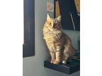 Val (part Persian), Persian For Adoption In Fairfax, Virginia