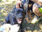 Winston, Labrador Retriever For Adoption In Jackson, Tennessee