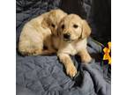 Golden Boy, Golden Retriever For Adoption In Torrance, California