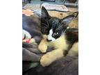 Ultrasound, American Shorthair For Adoption In Kennewick, Washington