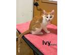 Ivy (male), Domestic Shorthair For Adoption In Mountain View, Arkansas