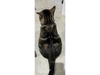 Louie, Domestic Shorthair For Adoption In Bloomington, Indiana