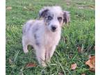 Aussiedoodle PUPPY FOR SALE ADN-836810 - F1B Aussiedoodles