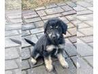 Labradoodle PUPPY FOR SALE ADN-836702 - Labradoodle Puppies Hunting and Therapy