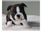 Boston Terrier PUPPY FOR SALE ADN-836662 - AKC Champion lined Boston Terrier