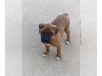 Boxer PUPPY FOR SALE ADN-836657 - Akc registered Boxer puppies
