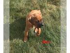 Boxer PUPPY FOR SALE ADN-836655 - Akc registered Boxer puppies