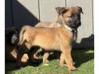 Belgian Malinois PUPPY FOR SALE ADN-836640 - Malinois Puppies