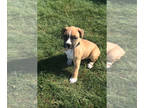 Boxer PUPPY FOR SALE ADN-836639 - Akc registered Boxer puppies
