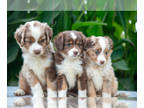 Miniature Australian Shepherd PUPPY FOR SALE ADN-836804 - Gorgeous Mini