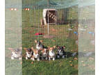 Pembroke Welsh Corgi PUPPY FOR SALE ADN-836742 - AKC UKC puppies for sale