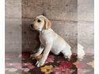 Labrador Retriever PUPPY FOR SALE ADN-836715 - Yellow Labs