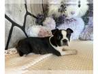 Boston Terrier PUPPY FOR SALE ADN-836593 - Sweet and Cuddly AKC Boston Terrier
