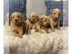 Labradoodle PUPPY FOR SALE ADN-836584 - Labradoodle Puppies