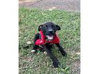 Boomer, Labrador Retriever For Adoption In Jackson, Tennessee