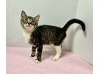Meow Mixers, Domestic Shorthair For Adoption In Troy, Missouri