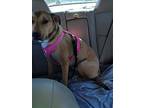 Hailie, Labrador Retriever For Adoption In Kuna, Idaho